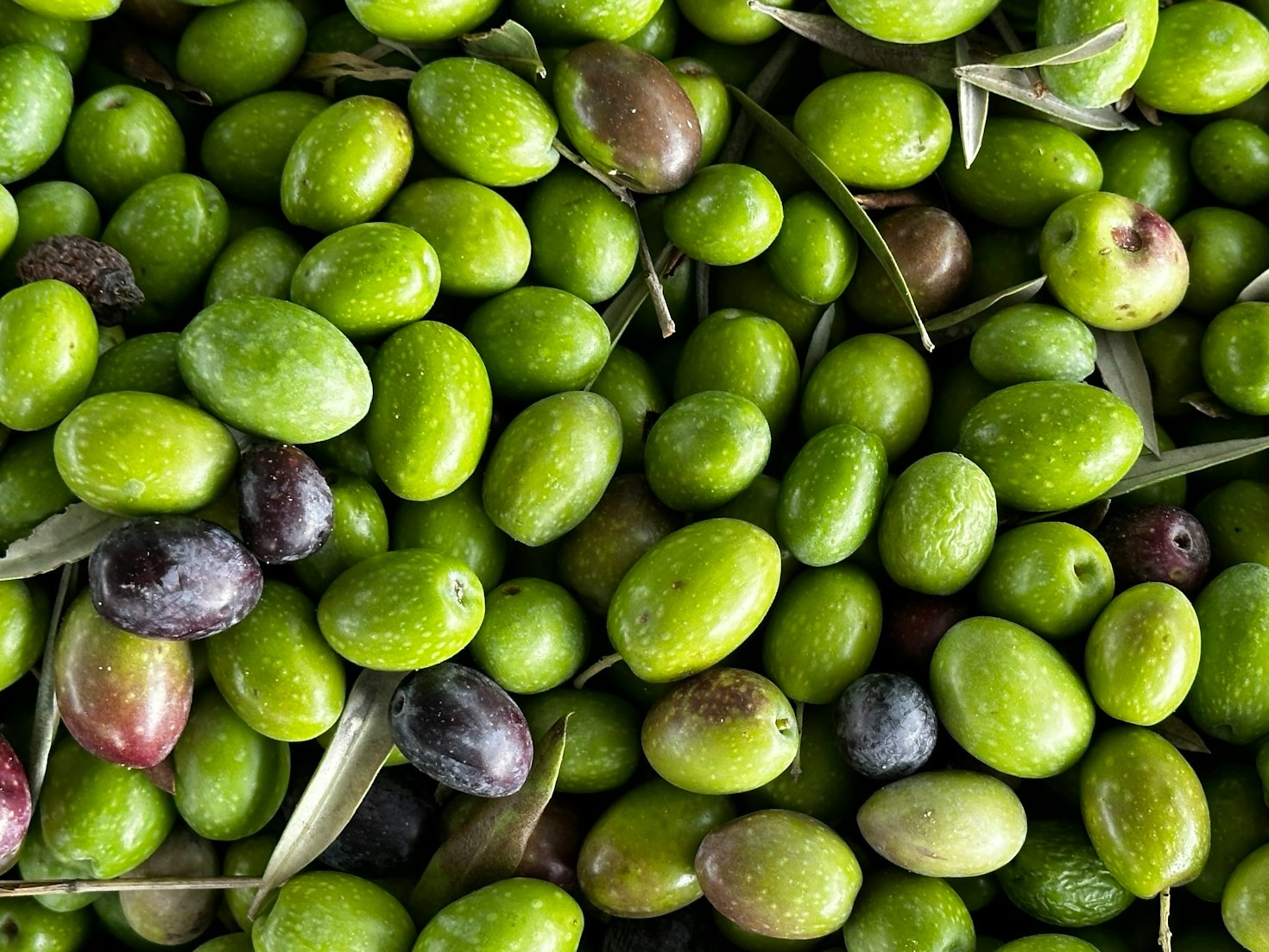 La storia dell’olio d’oliva in Italia