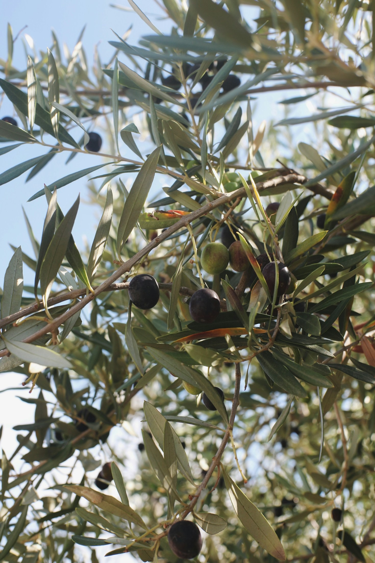 L’olio d’oliva e la dieta mediterranea